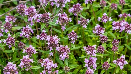 Cimbrișorul lămâios – Planta incredibilă care nu ar trebui să lipsească din bucătăria ta!