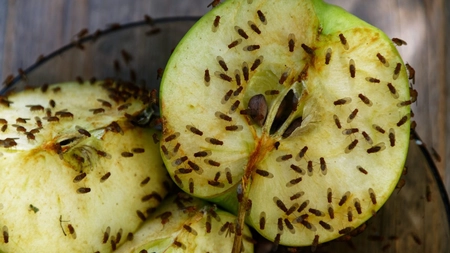 De unde apare musculița de oțet și cum poți să scapi de ea? Iată trucurile pe care trebuie să le încerci!