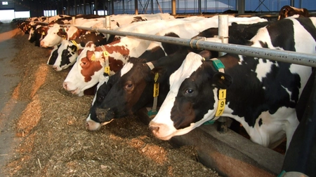 Crescătorii de animale, la plata avansului din subvenții. Fermierii din Iași au primit câteva milioane de euro