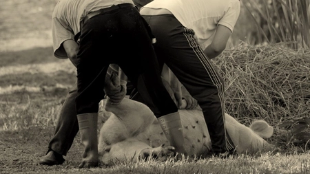 Recomandări DSVSA Iași pentru populație în perioada premergătoare sărbătorilor de iarnă. Încep controalele în unitățile alimentare