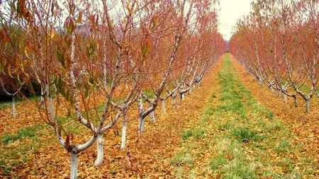 Cum se face stropirea pomilor fructiferi toamna? Iată când și cu ce trebuie stropiți pentru o recoltă bogată
