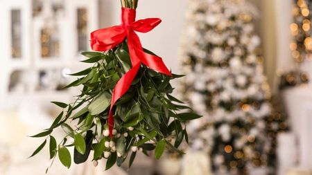 Ce nu știu românii despre vâsc, nelipsit în noaptea de Revelion! Pericolul pe care îl ascunde planta aducătoare de noroc! 