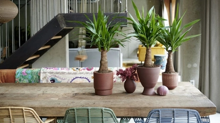 Care este modul corect de îngrijire a plantei yucca? Iată cum trebuie să o întreții!