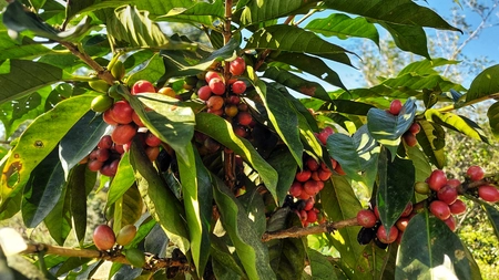 Ce este copacul de cafea? Iată ce trebuie să știi despre acest arbore