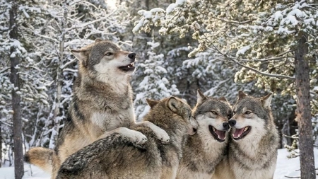 Curiozități despre lupi. Află lucruri mai puțin știute despre animalele care fascinează și astăzi!