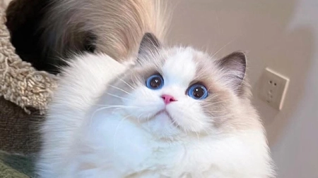 Pisica Ragdoll. Află detalii despre cea mai apreciată rasă de pisici din lume!