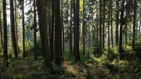 Munții Pădurea Neagră. Află detalii fascinante despre acest loc de vis!