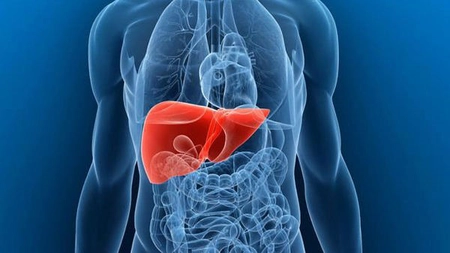 Lobii ficatului. Iată ce trebuie să știi despre cele mai mari diviziuni ale organului