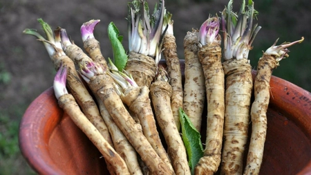 Ce trebuie să știi dacă vrei să cultivi hrean rădăcină? Iată informații pe care trebuie să le știe toți fermierii