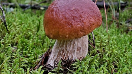 Tot ce trebuie să știi despre regnul fungi. Află ce este, cum se dezvoltă și de ce este important