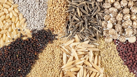 Semințe din legume. Cum se obțin acestea, care este metoda corectă de uscare și cum se face păstrarea corectă