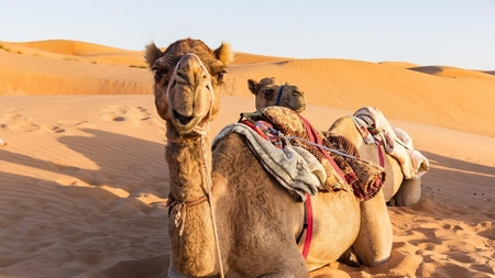 Ce poți să faci într-o vacanță în Tunisia? Iată ce locuri poți vizita și care sunt cele mai apreciate activități