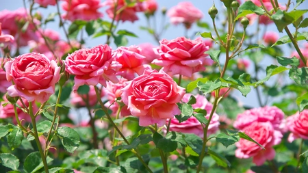 Când se plantează butașii de trandafiri? Pașii simpli pentru a avea trandafiri sănătoși și viguroși