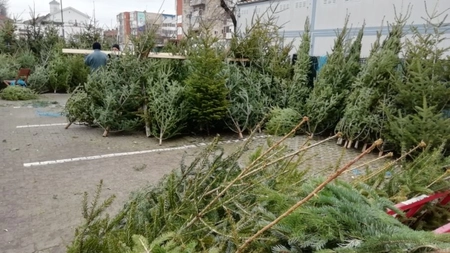 Salubris SA începe campania de colectare a brazilor de Crăciun, din 8 ianuarie 2026. Ieșenii trebuie să depoziteze pomii lângă punctele gospodărești