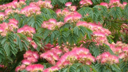 Când se plantează arborele de mătase? Află ce trebuie să știi pentru o prindere reușită!