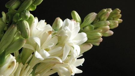 Când se plantează bulbii de tuberoze? Află câteva informații esențiale pentru a avea parte de flori parfumate și sănătoase!