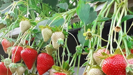 Când se plantează stolonii de căpșuni? Iată care este perioada ideală pentru o recoltă bogată și plante sănătoase!