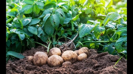 Când se dă cu erbicid la cartofi? Iată de ce contează momentul ales!