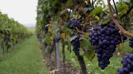 Când se stropește via cu piatră vânătă? Momentul potrivit și rolul acestui tratament în sănătatea viței-de-vie!