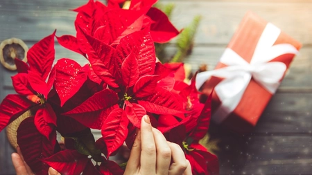 Cum se îngrijește crăciunița? Află câteva sfaturi simple pentru o plantă frumoasă și sănătoasă tot anul!