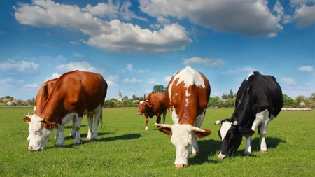 Idei de afaceri la țară cu animale. Iată cum poți să te îmbogățești din zootehnie!