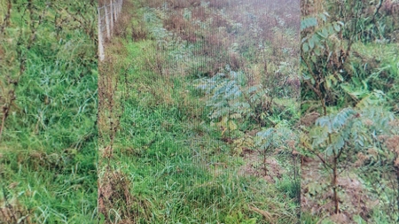 Ieșenii au împădurit 297 de hectare cu banii din Programul Național de Redresare și Reziliență. Mihai Gășpărel, inspector-șef la Garda Forestieră Suceava: „Există cerere”