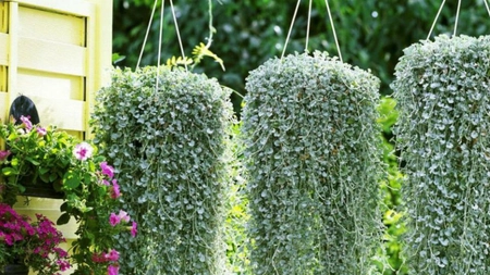 Plante curgătoare de exterior. Iată ce rol și avantaje dețin!