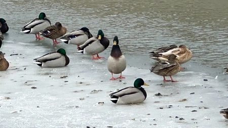 Rațele mari de pe malurile Bahluiului au devenit o atracție pentru trecători. Specialiștii avertizează că hrănirea lor cu pâine nu este benefică