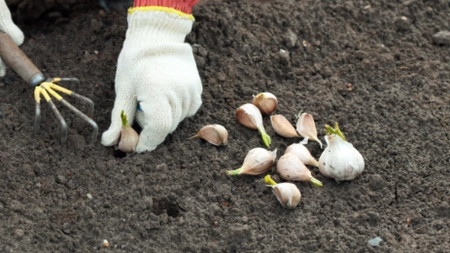Tratarea usturoiului înainte de plantare. Iată care sunt pașii esențiali pentru o recoltă sănătoasă și bogată!
