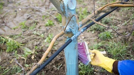 Zeama bordeleză. Ce este și cum se prepară acest tratament tradițional pentru plante!