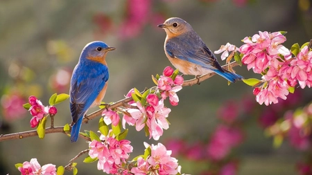 „Solstițiul de primăvară”. Iată cum se formează fenomenul astronomic din spatele începutului acestui anotimp!