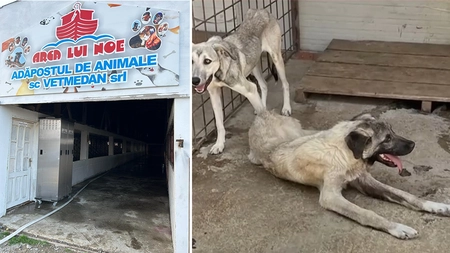 VIDEO A fost închis padocul morții”Arca lui Noe” din Vrancea! Avea contracte cu mai multe localități din Iași! Câinii erau uciși cu bestialitate