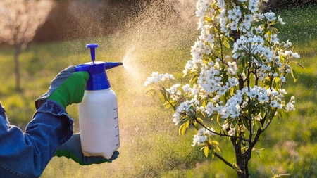 Calendar pentru stropirea pomilor fructiferi – Când și în ce fel se fac tratamentele pentru recolte bogate?