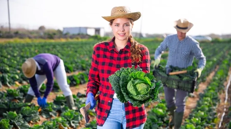 Fermierii trag un semnal de alarmă! Cât este plătită o zi de lucru în legumicultură în 2026