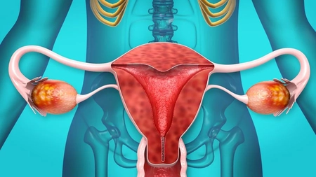 Tot ce trebuie să știi despre foliculii ovarieni. Află care este rolul lor în organism!