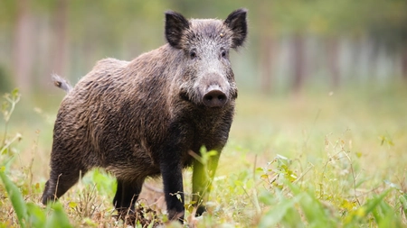 Nu s-au înregistrat cazuri de pestă porcină africană la Iași