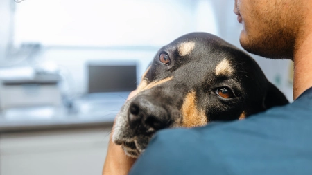 Unde găsești cei mai buni veterinari în București