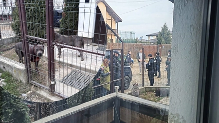 Mai multe familii din Iași, blocate în locuințe după ce un bărbat a lăsat liberi cei doi câini Amstaff pe care îi deține. „De la 4 dimineața au stat jandarmii și poliția și i-au păzit”