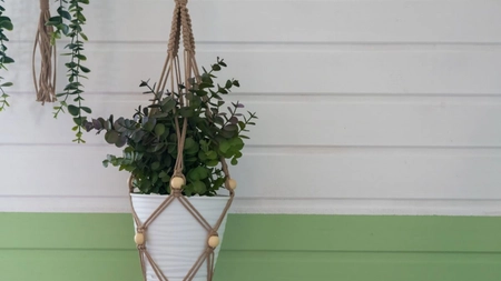 Eucalipt la ghiveci – Ghid complet pentru plantare și îngrijire