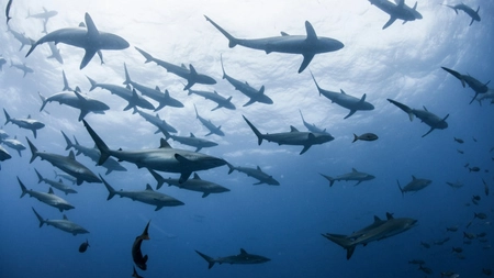 Zeci de rechini din Bahamas, depistați pozitiv la cocaină, cafeină și analgezice. Cercetătorii trag un semnal de alarmă