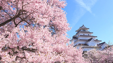 Cireșii japonezi au atins apogeul! Motivul pentru care oamenii vin în masă să-i admire