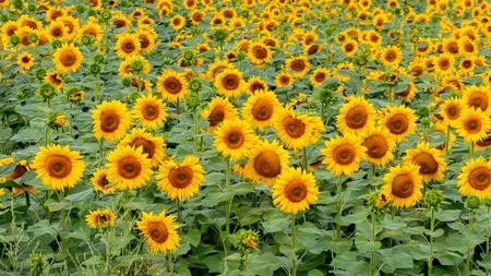 Curiozități despre floarea-soarelui. Află detalii mai puțin cunoscute despre planta verii!