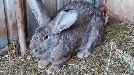 Rasa de iepuri Uriaș German. Iată tot ce trebuie să știi despre creșterea lor!
