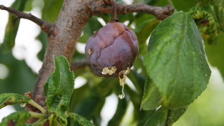 Plum pox virus sau vărsatul prunului - Iată cum recunoști și previi boala eficient!
