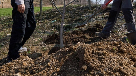 Când se plantează pomii fructiferi? Iată de la ce dată se poate face plantarea în livadă!