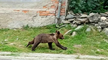 Reacția șocantă a unor tineri! S-au întâlnit cu un pui de urs și au fugit după el să îl fotografieze!
