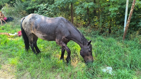 Cal salvat de pompierii ieșeni după ce a căzut într-un șanț, în localitatea Blăgești