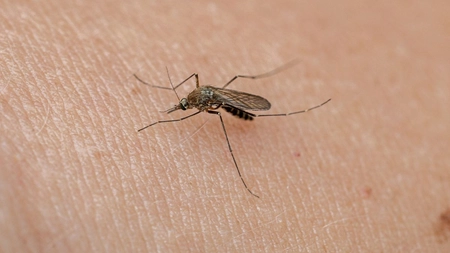 Alertă în Grecia, în plin sezon turistic: 45 de cazuri noi de West Nile într-o singură săptămână. Nouă persoane au murit