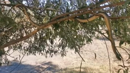 Un argeșean a găsit cel mai mare șarpe din România. Cum arată și unde se afla când a fost filmat