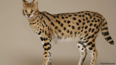 Savannah, pisica 